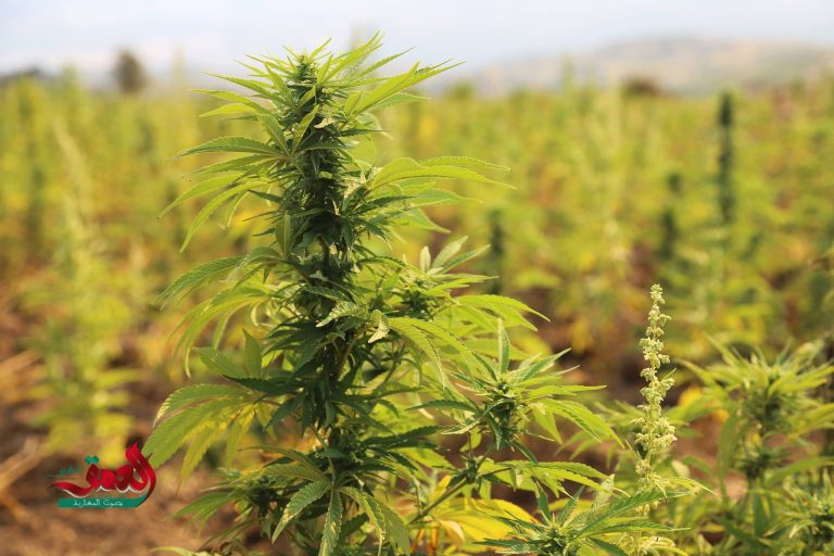 سنة بعد العفو الملكي عن مزارعي القنب الهندي.. تقييم الواقع وتحديات المستقبل